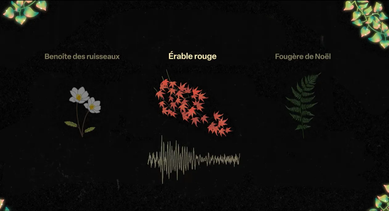 L'Écho des Plantes — image 2